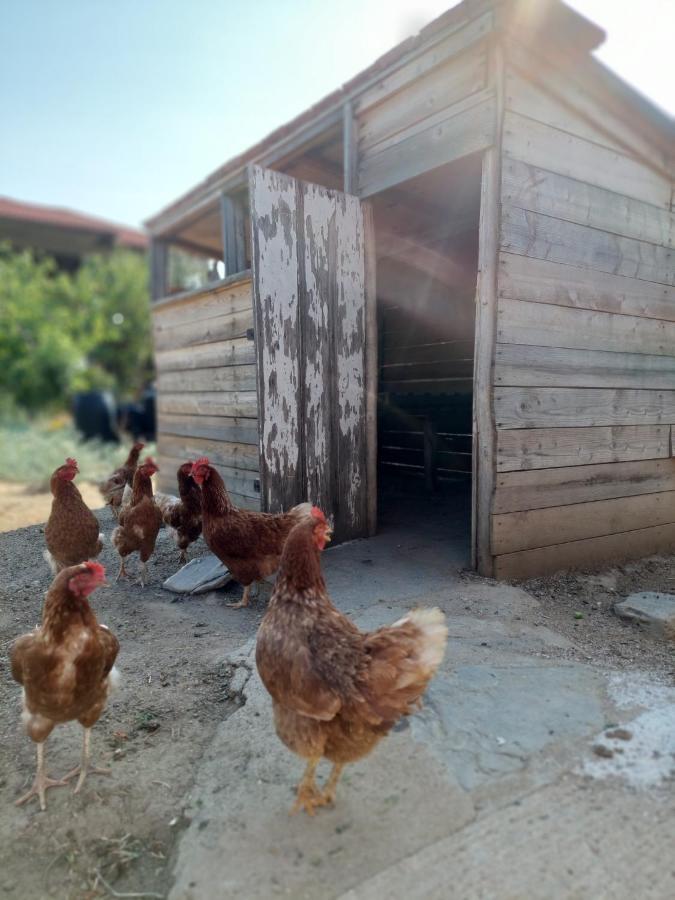 Agrikia Tis Vasilikis Ormília Exterior foto
