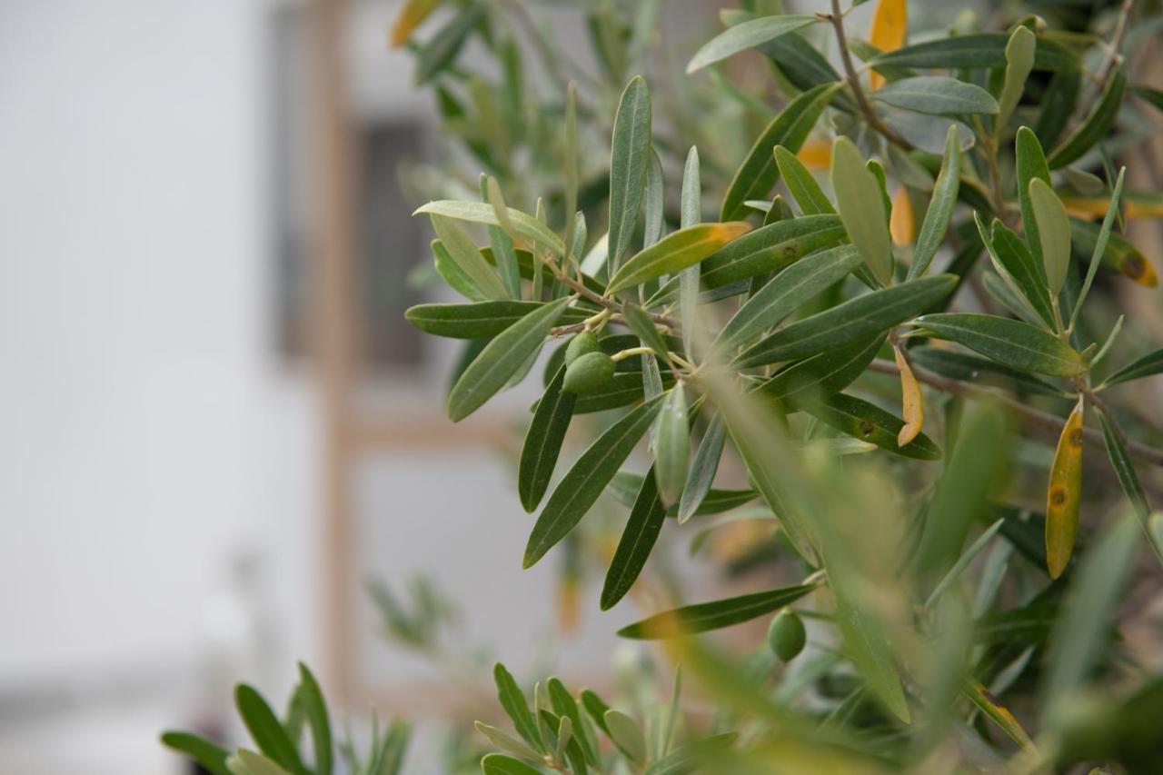 Agrikia Tis Vasilikis Ormília Exterior foto